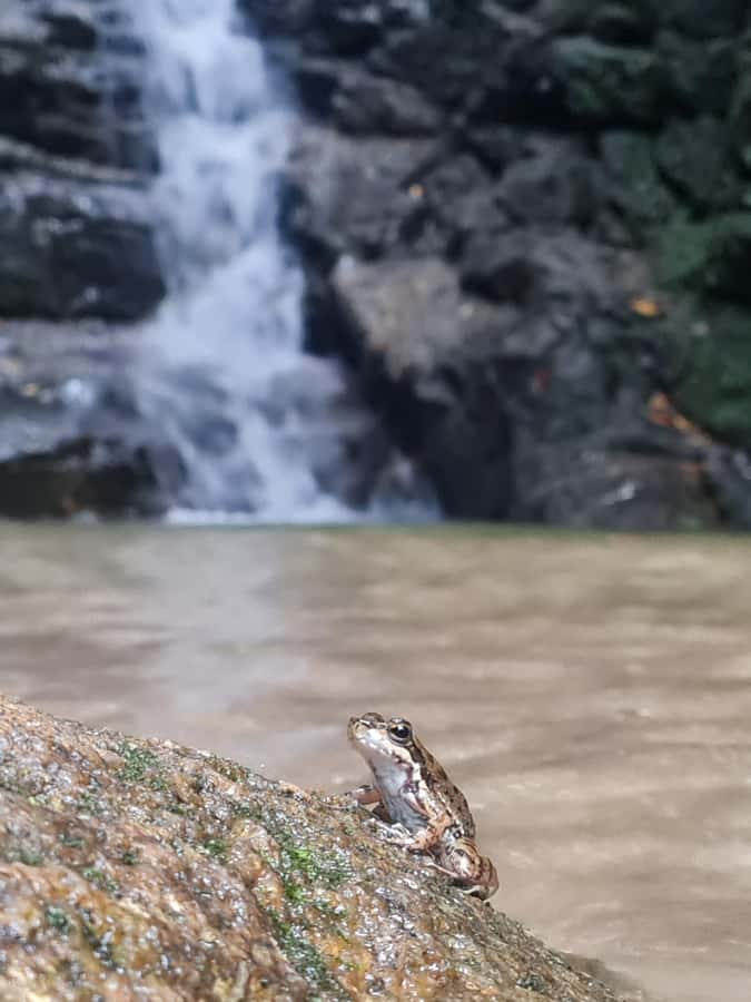 Tijuca Rain Forest - Adventure through Waterfalls & Caves - Key points to know before booking