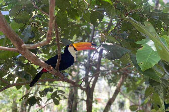 Tour 1 day: Brazilian Falls and Bird Park - Is $107.91 a fair price?