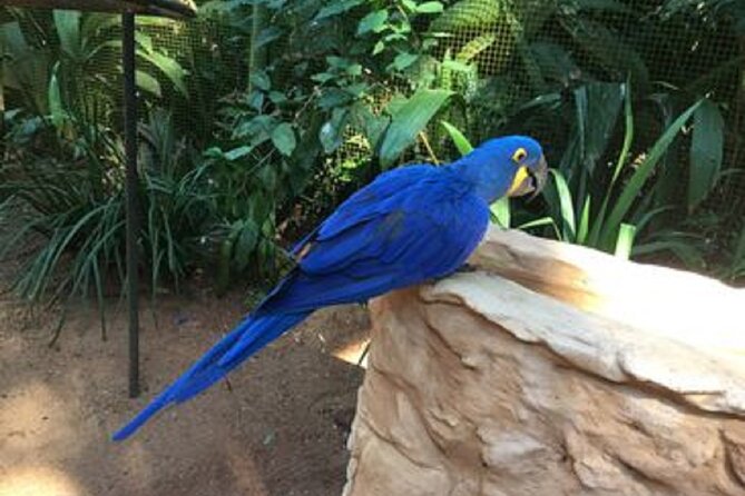 Tour 2 days: Brazilian Falls and Argentina & Bird Park - Pickup Choices and Planning Advice