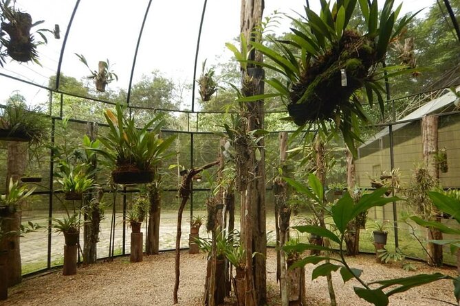 Tour at the MUSA – Museum of the Amazon in Manaus - Key points to know before booking