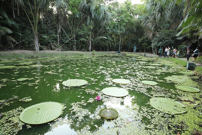 Tour at the MUSA – Museum of the Amazon in Manaus - What MUSA is, and why it matters