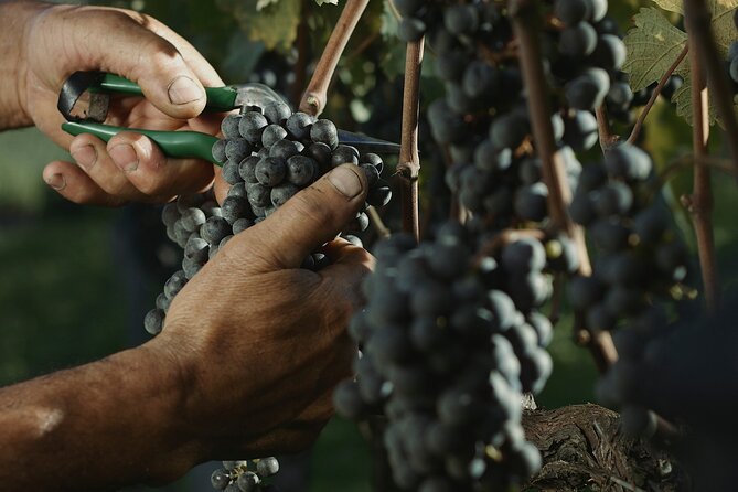 Tour Gran Reserva - Valley of the Vineyards - What the Gran Reserva day is really like