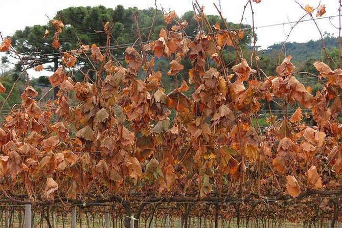 Tour Gran Reserva - Valley of the Vineyards - The no-driving advantage