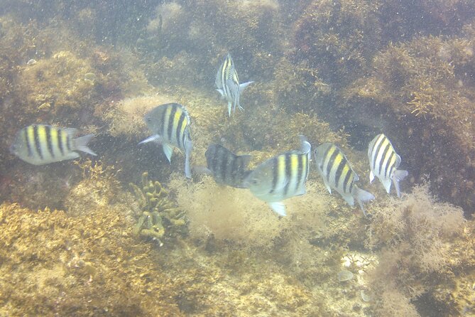 Tour to Bombinhas with Snorkeling Experiência - Bombinhas Beach and free time