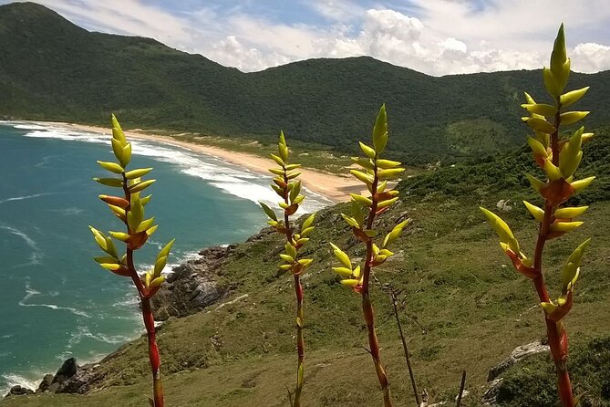 Trail through Lagoinha do Leste in Florianopolis - Why this Florianópolis hike is worth your time