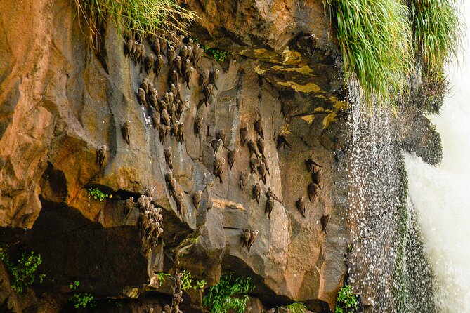 Transport to the Falls + Parque das Aves in a family vehicle. - Why this pairing works so well