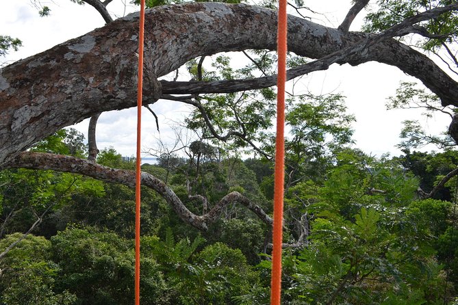 Tree Climbing in the Amazon - A small group, but not a private outing