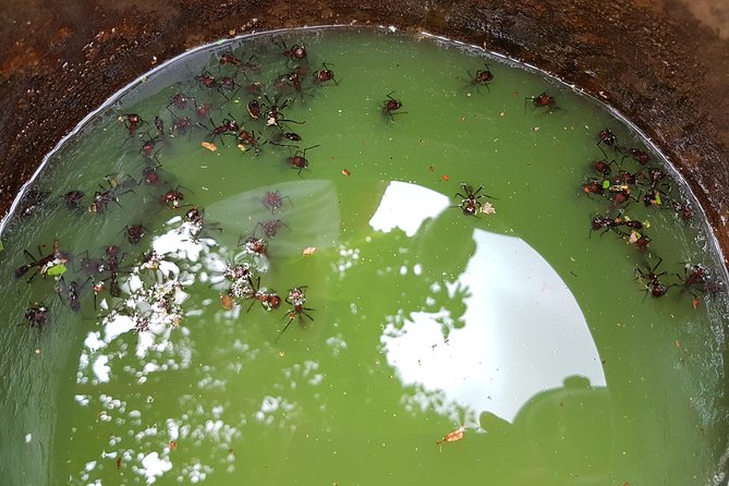 Tucandeira Ants Indigenous Ritual - Key points to know before booking