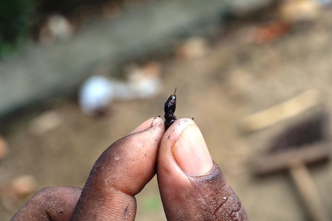 Tucandeira Ants Indigenous Ritual - The small boat toward the Sateré Mawé community