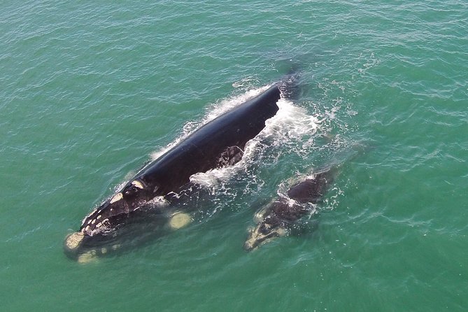 Whale Watching – Whale watching from land - Key points to know before you book