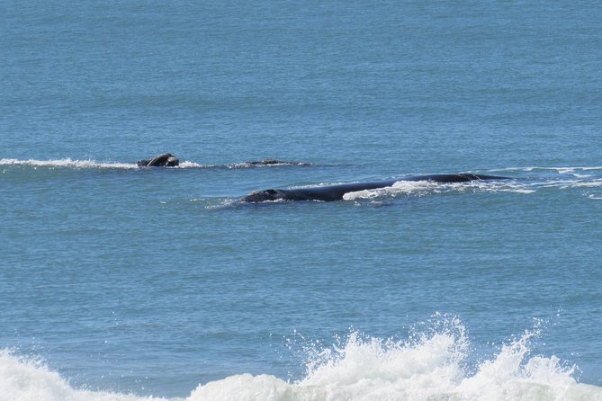Whale Watching – Whale watching from land - What the private format changes