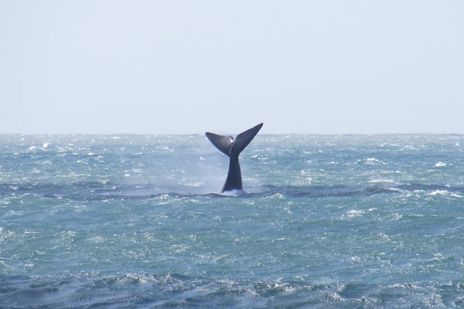 Whale Watching – Whale watching from land - Weather, timing, and the realities of wildlife