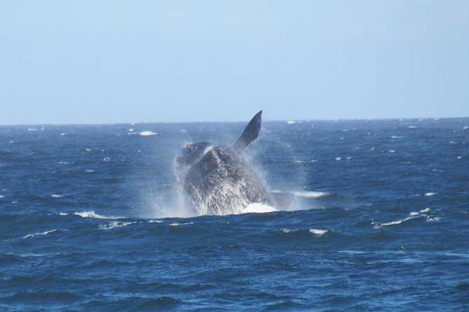 Whale Watching – Whale watching from land - A flexible route through Imbituba, Garopaba, and Laguna