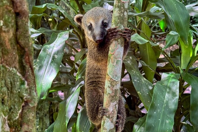 Wildlife viewing and excursion at Pedra Bonita. - Mirante das Canoas and Rio’s First Big View
