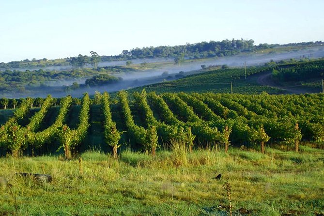 Wineries of the South, Maria Fumaça Train and Italian Epic Park - Maria Fumaça: music, motion, and regional flavor